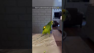 Part 12:Don't underestimate the jealousy of parrots😂  #fyp #pet #foryou#bird  #funnyparrot#parrot
