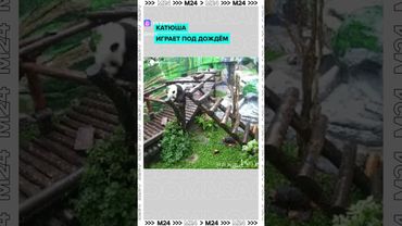 Панда Катюша гуляет даже под ливнем!