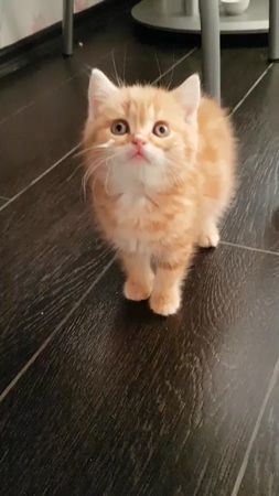 #детки #малыш #котенок #архив