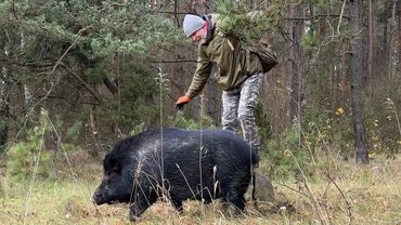 Долгожданная встреча в лесу. Дружба с диким кабаном.