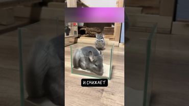 Шиншилла 🐹 Меховой Пикачу