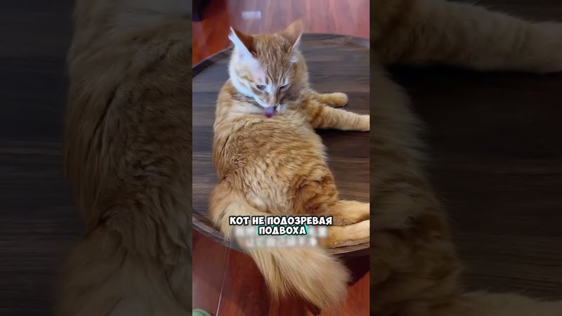 Гениальность хозяина зашкаливает 😮￼