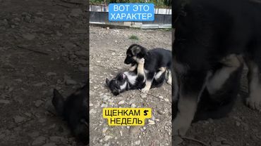 ЩЕНКА МОЖНО ОПРЕДЕЛИТЬ С ДЕТСТВА . Какая реакция . Щенки Восточноевропейской овчарки .#shorts