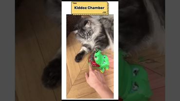 Smart Cats 🥰 Part 2 #shorts #shortvideo #cat #cats #catshorts #catmemes #catvideos #catlovers