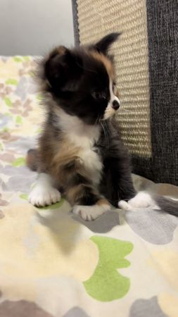 Куколка Харли Квинн ))   Девочка полидакт , пальчики 66/66 .  #мейнку...