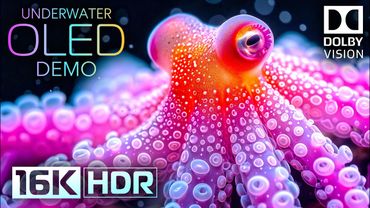 Underwater World OLED Demo HDR 16K Video Ultra HD Dolby Vision™ 60fps