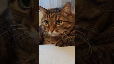 Бывают же такие 🤔🙀😉🤣 #cat #кот #юмор #котушка #приколы #цитаты #позитив #популярное #топ