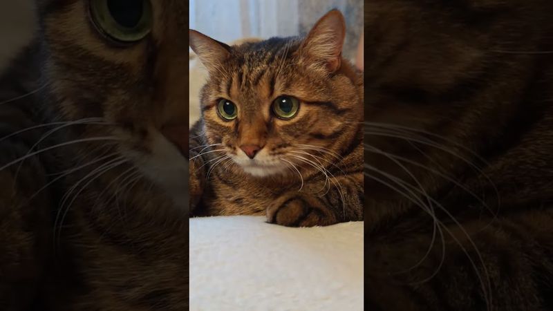 Бывают же такие 🤔🙀😉🤣 #cat #кот #юмор #котушка #приколы #цитаты #позитив #популярное #топ