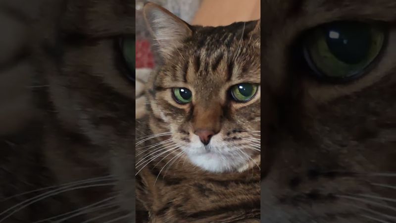 В автобусе 🚍🙀🤔🤣 #cat #кот #юмор #котушка #приколы #цитаты #смех