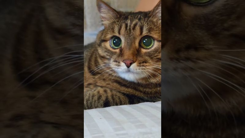 Котёнок-тигрёнок 🐱🐯🙀🤣 #cat #кот #юмор #котушка #приколы #цитаты