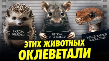 Почему крысы не бегут с корабля? Разоблачаем народные мифы о животных | Ученые против мифов 23-13