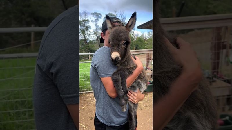 ОСЁЛ - САМЫЙ НЕДООЦЕНЁННЫЙ ГЕРОЙ ФЕРМЫ #animals #животные #animalshorts #ослик #donkey #donk #pets