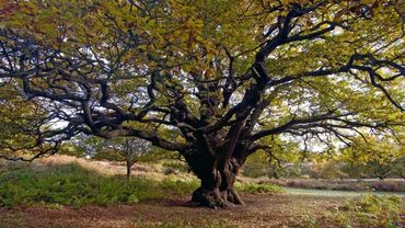 Л Н  Толстой  "Вторая встреча с дубом"  Отрывок из романа "Война и мир"#писатели19века #овечном