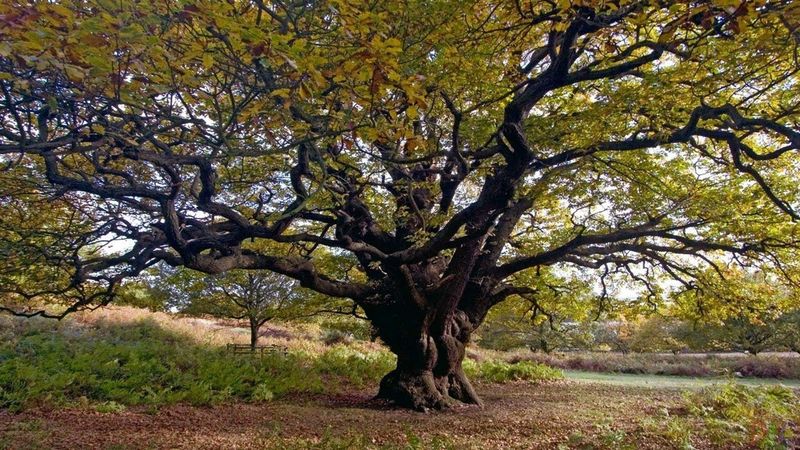 Л Н  Толстой  "Вторая встреча с дубом"  Отрывок из романа "Война и мир"#писатели19века #овечном