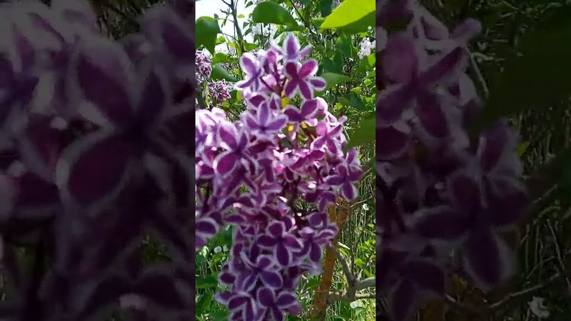 Сирень Сенсация