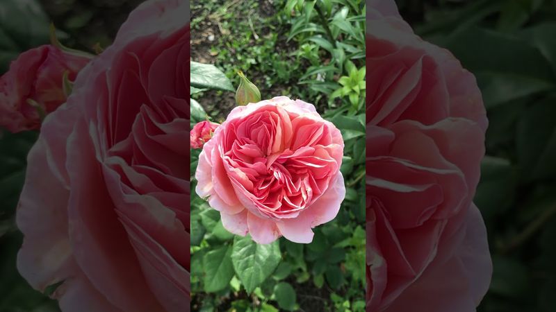 Японская роза  Каоликазали Kaolikazali #розы #саженцыроз #японскиерозы #rose