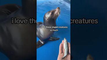 creds to @biscuitc0rpse on tiktok #funny #memes #subscribe