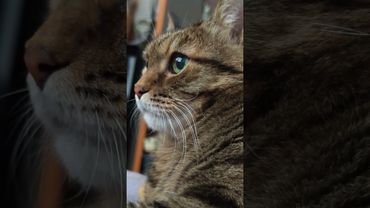 Водка проверяет 🙀🫢🤔🤣  #cat #кот #юмор #котушка #приколы #цитаты #позитив #популярное #топ