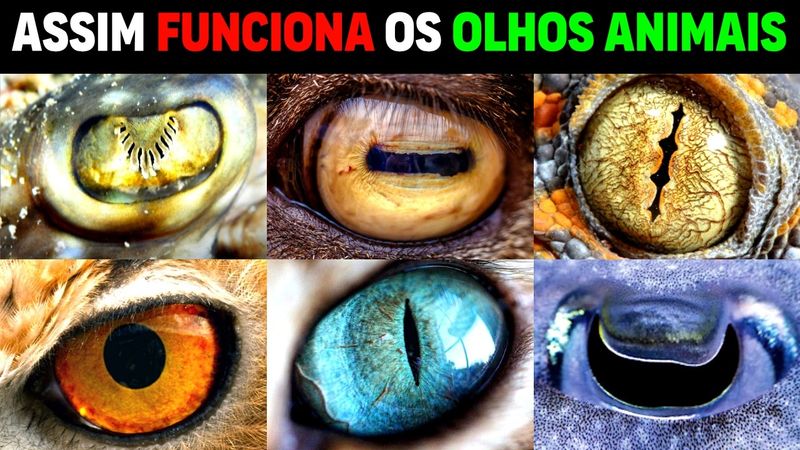 Por Que Os Olhos De Animais Parecem Tão Estranhos?