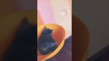 #симба #а4 #глент #любовь