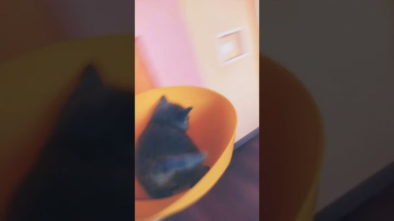 #симба #а4 #глент #любовь