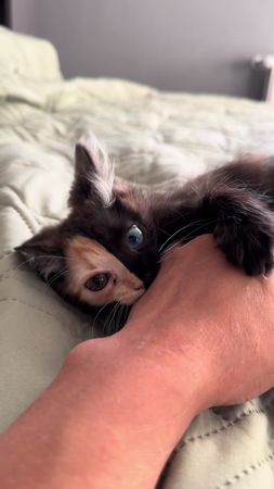 #мантис #кошечканамиллион #котосемья