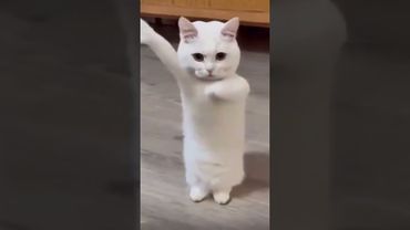 Cat dancing to Chinese song #cat #catdancing #dancing #china #chinese #tinydancer #kittydance