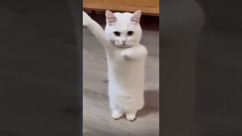 Cat dancing to Chinese song #cat #catdancing #dancing #china #chinese #tinydancer #kittydance