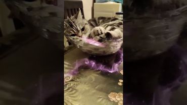 Пусть это видео подарит Вам улыбку