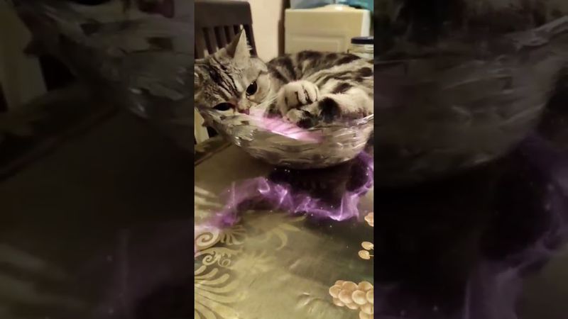 Пусть это видео подарит Вам улыбку