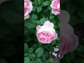 Роза Шанталь Мерье (Chantal Merieux)