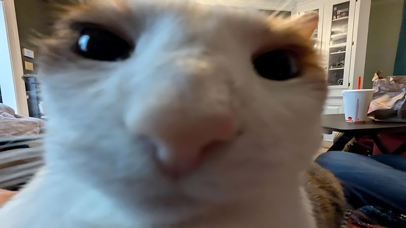 FUNNY CATS MEMES COMPILATION V02