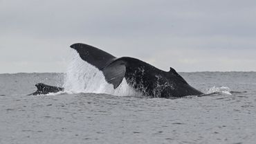 Горбатых китов у берегов Рио-де-Жанейро стало больше