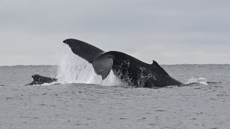 Горбатых китов у берегов Рио-де-Жанейро стало больше