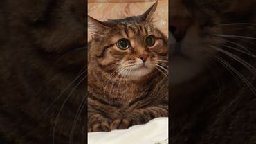 Три диеты 🙀🤔😉🤣 #cat #кот #юмор #котушка #приколы #позитив #популярное #цитаты