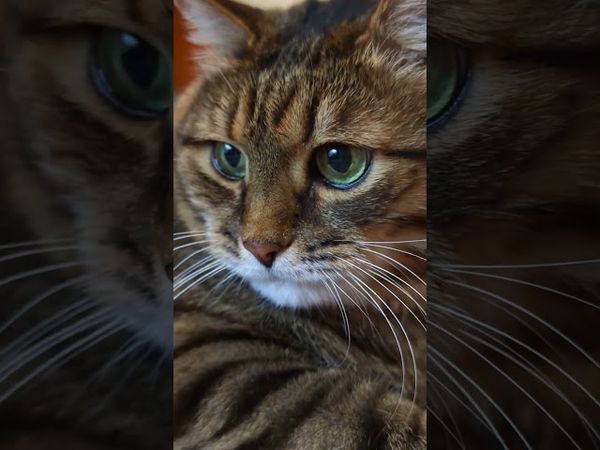 Моя жена 💃😼🤔🤣 #cat #кот #юмор #приколы #котушка #цитаты