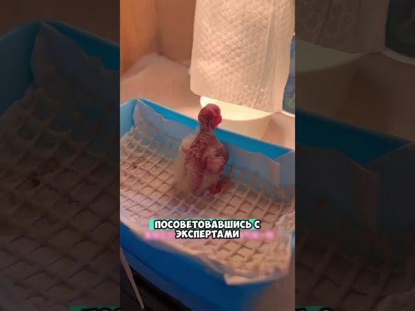 Смогла спасти птенца 😮