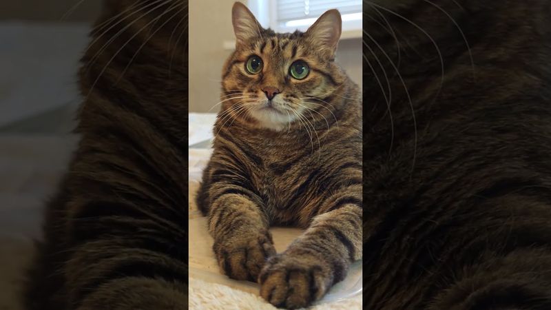 Люблю работу 🐱😉🤔🤣 #cat #кот #юмор #котушка #приколы #цитаты