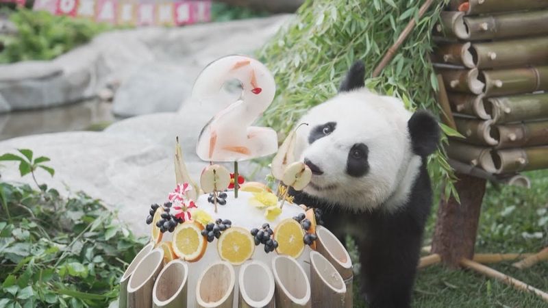Панде Катюше в Московском зоопарке исполнилось два года