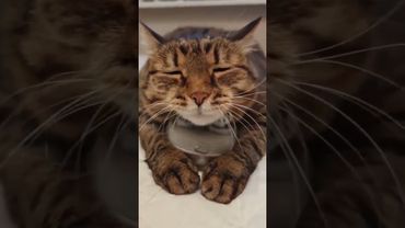 Чардаш Монти 🙀😻🤩😍 #cat #кот #котушка #юмор #приколы #прикольныекоты