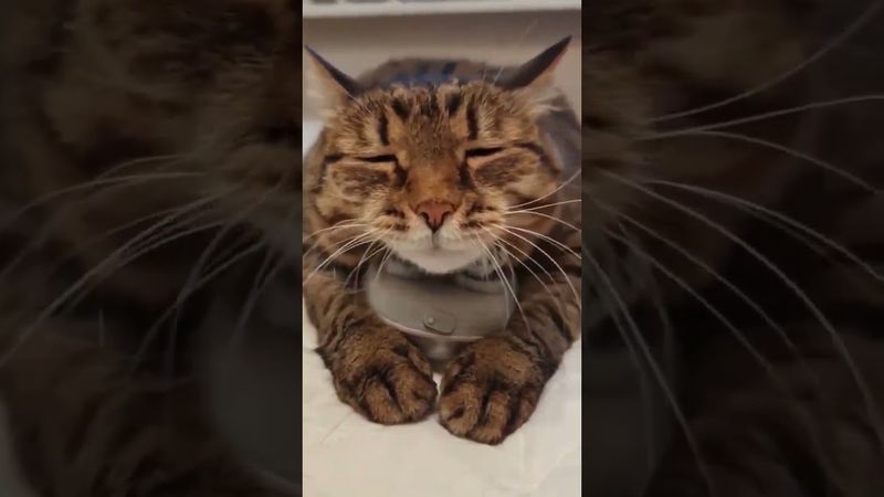 Чардаш Монти 🙀😻🤩😍 #cat #кот #котушка #юмор #приколы #прикольныекоты