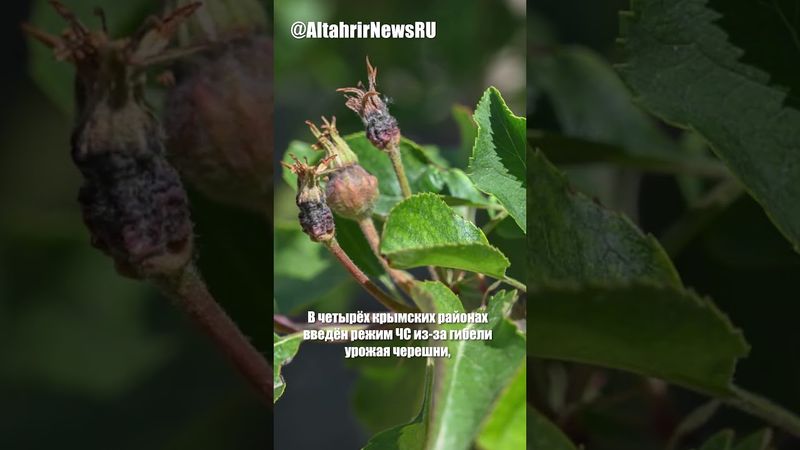 В Крыму ЧС из-за гибели фруктовых культур