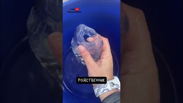 Сальпа 👽 Морской Пришелец