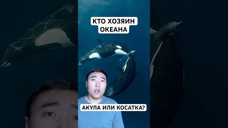 Почему Акулы Боятся Косаток?