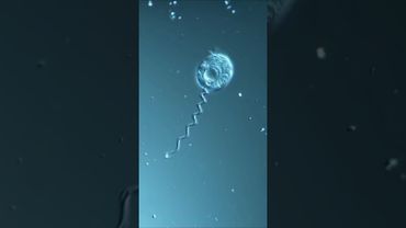 Живая пружинка под микроскопом! 🔬