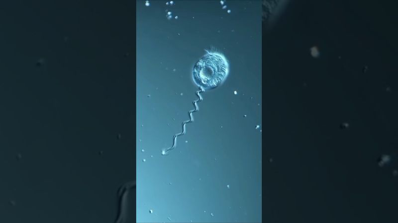 Живая пружинка под микроскопом! 🔬