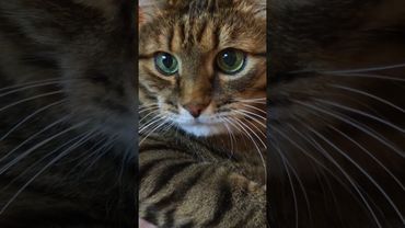 Одеяло на себя 🤫🙀🤔🤣 #cat #кот #юмор #котушка #приколы #цитаты #смех