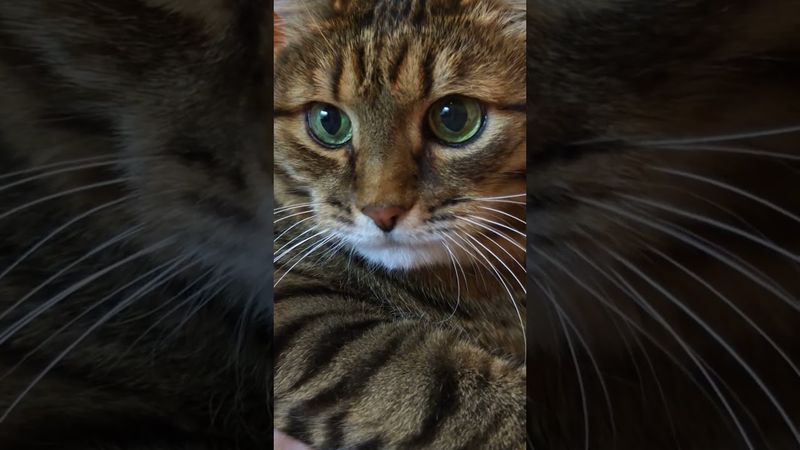 Одеяло на себя 🤫🙀🤔🤣 #cat #кот #юмор #котушка #приколы #цитаты #смех