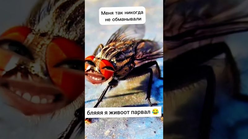 ля ты крыса 😂 #mem #юмор #мем #смешнойшортс #прикол #смех