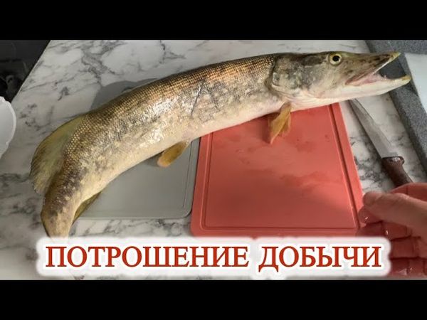 ПОТРОШУ ШУКУ |  ЖИРНАЯ И ВКУСНАЯ | Вес 1,3кг